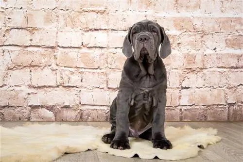 nieuwe bullmastiff