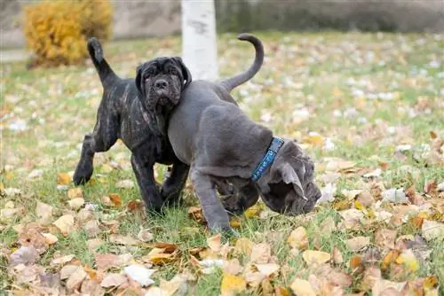 neo bullmastiff-puppy's