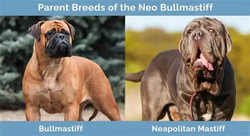 Neo Bullmastiff-ի ծնողական ցեղատեսակները