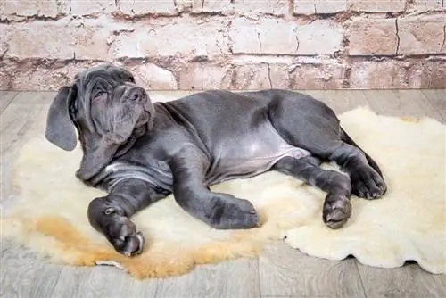 neo bullmastiff op deken