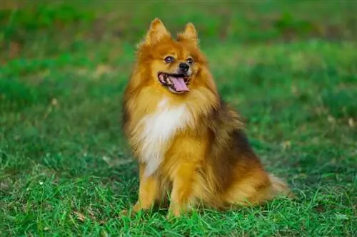 perro de Pomerania aleman