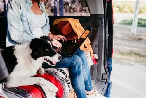 Pronari i kufirit collie duke përdorur laptop