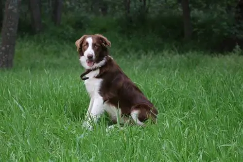 collie perbatasan coklat duduk di rumput