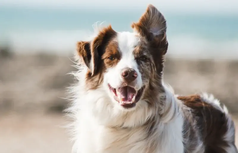 border collie di pantai