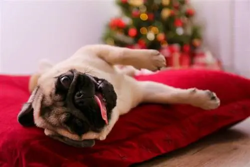 anjing pesek yang menggemaskan berbaring di atas bantal merah