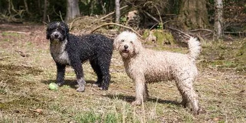 Perros de agua españoles en la orilla del río