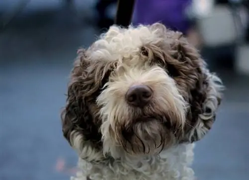 Spanish Waterdog