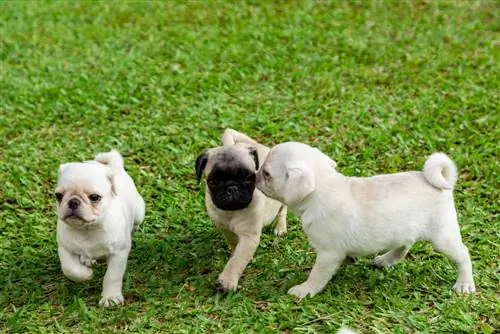 Mops šteniatka hrajúce sa na tráve