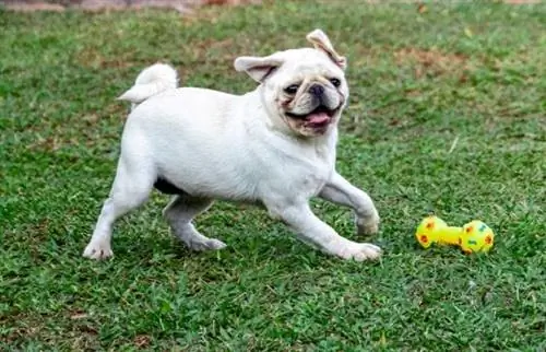 White Pug: รูปภาพ, ข้อเท็จจริง, แหล่งกำเนิด & ประวัติศาสตร์