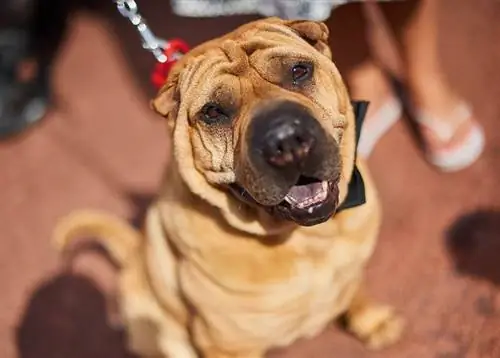 Golden Pei (Shar-Pei & Golden Retriever Mix): ข้อมูล รูปภาพ ข้อเท็จจริง ลักษณะ