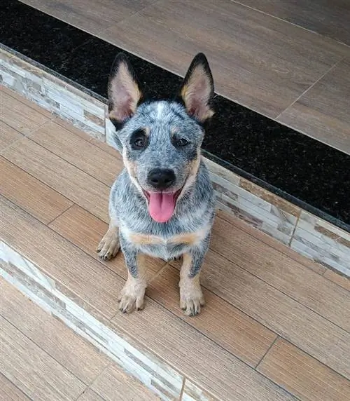 Cățeluș Dalmatian Heeler