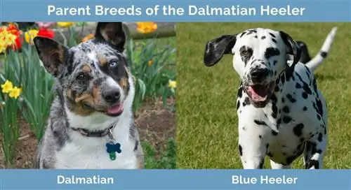 Dalmatian Heeler-ის მშობელი ჯიშები