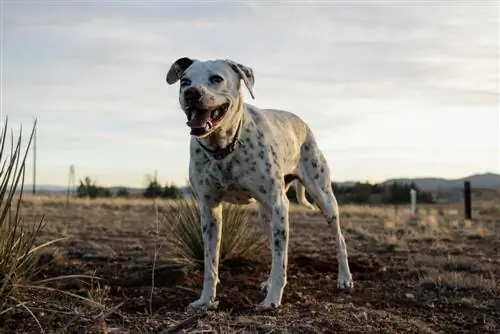 Dalmatian Heeler