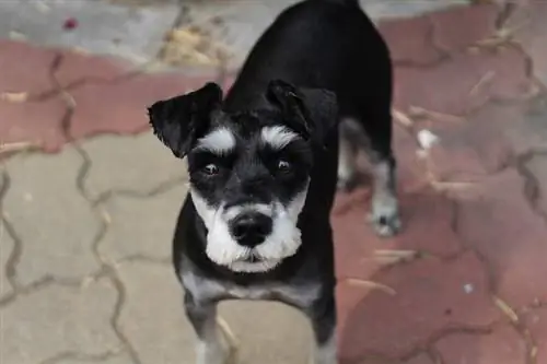 schnauzer bulldog mix hund