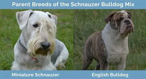 Forældreracer af Schnauzer Bulldog