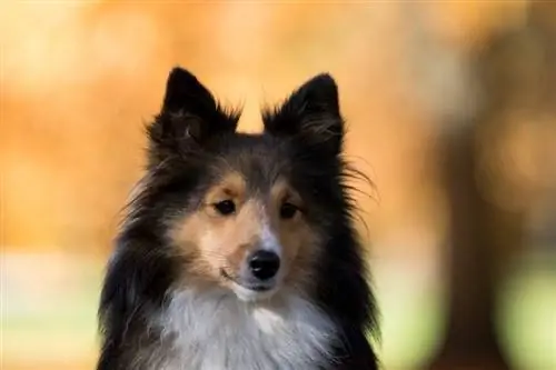 shetland sheepdog