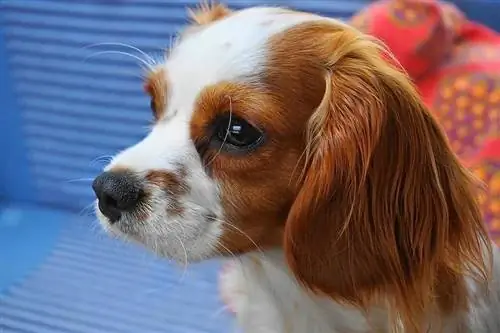 Perro de raza mixta Cava Corgi