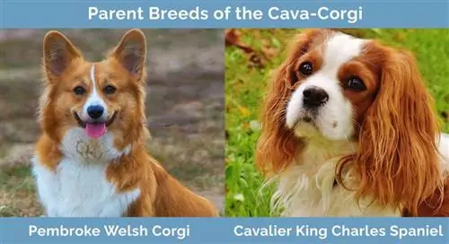 Races progenitores del Cava-Corgi