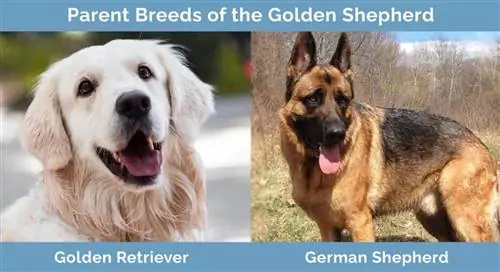 Μητρικές φυλές του Golden Shepherd