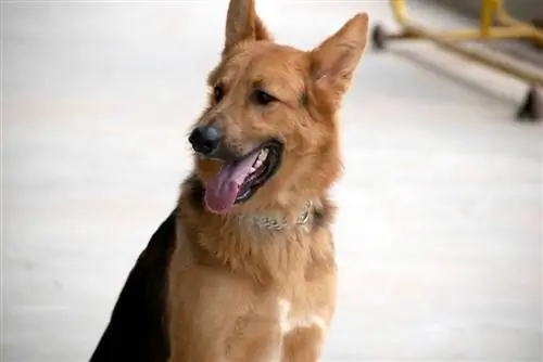 Oltin cho'pon (nemis cho'pon & Golden Retriever aralashmasi): Ma'lumot, rasmlar, kuchukchalar, xususiyatlar & Faktlar