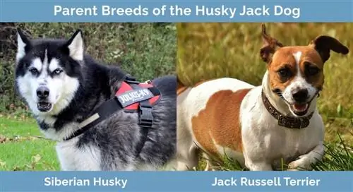 Foreldreraser til Husky Jack Dog