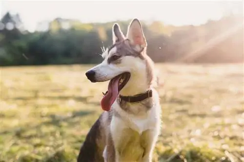 Husky Jack Dog (Siberian Husky & Jack Russell Terrier Mix): Info, Gambar, Fakta