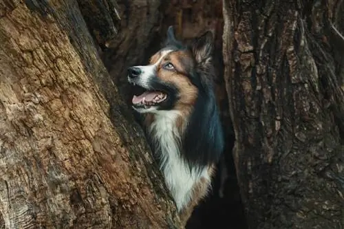 Swartwitpens Border Collie