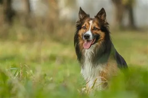 Sable bordercollie