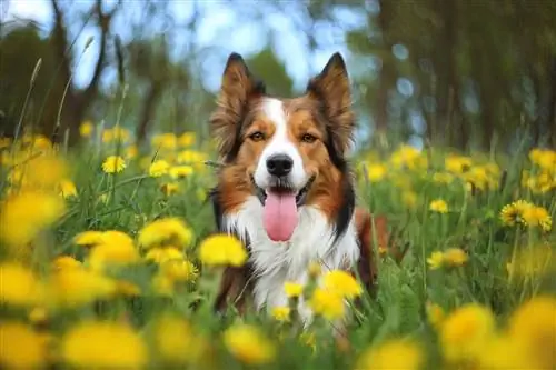 Sable Border Collie: Resimler, Gerçekler, Köken & Tarihçe