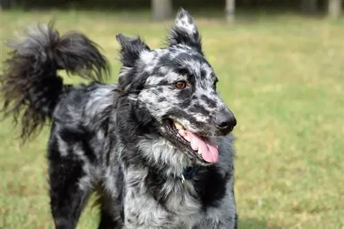 close up anjing mudi dengan mulut terbuka