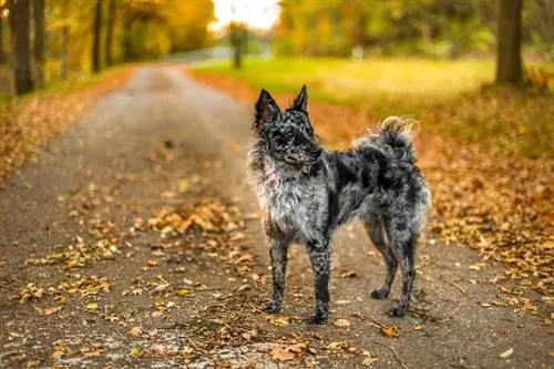 Mudi: Zdjęcia, Charakterystyka & Fakty