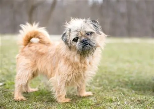 Brug (Brussels Griffon & Pug Mix): Informacion, Foto, Fakte