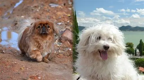 Peke-A-Boo (Pekingese & Bolognese Mix): Informacion, Foto, Fakte