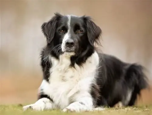 Isane bordercollie