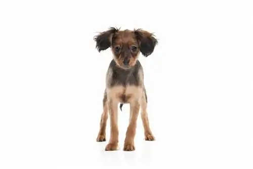 Russian toy terrier puppy