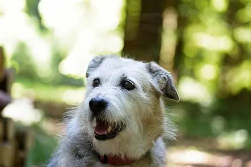 Ierse Wolf Schnauzer gemengde ras hond