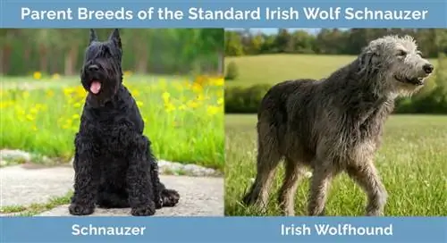 Foreldreraser av Standard Irish Wolf Schnauzer