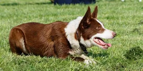 border collie hond kruip op gras