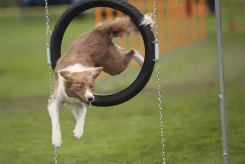 en border collie som hopper gjennom en bøyle