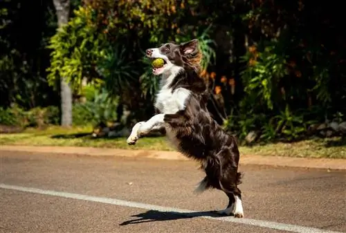 Siz sinab ko'rishingiz kerak bo'lgan Border Collies uchun 14 ta qiziqarli trick g'oyalar