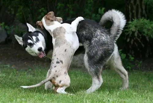 sibirski husky jazbečar