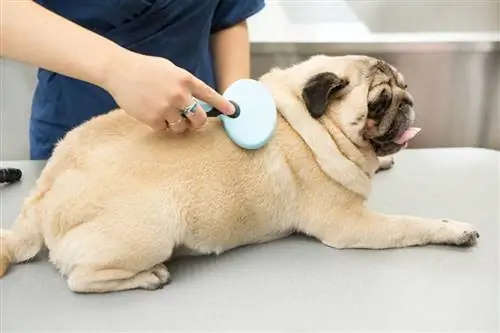 periând un pug