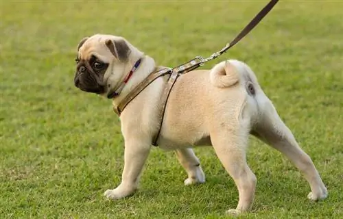 pug cu coada cret