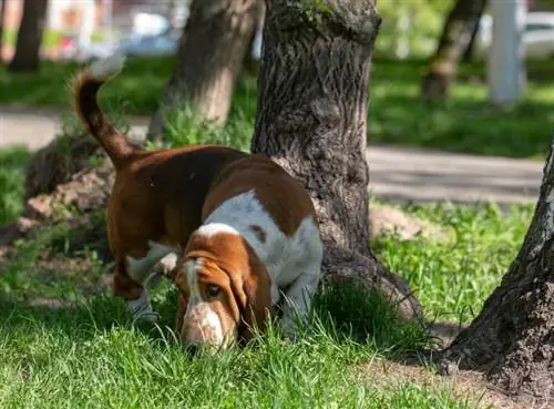 basset hound շուն ամռանը փողոցում զբոսանքի