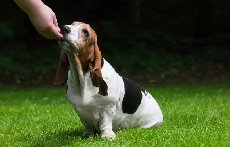 persona che dà un regalo a un basset hound