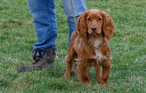 Adakah Cocker Spaniels Bijak? Ciri-ciri Tandatangan & Latihan