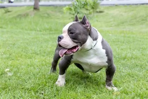 American Bully