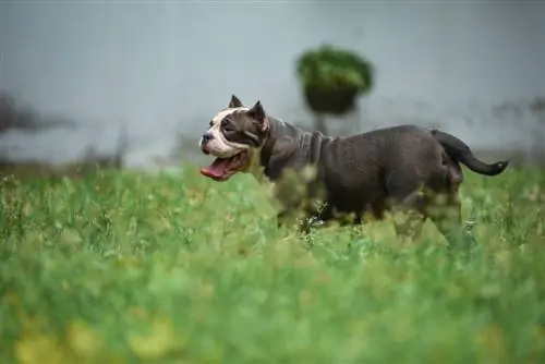 American Bully in the Park