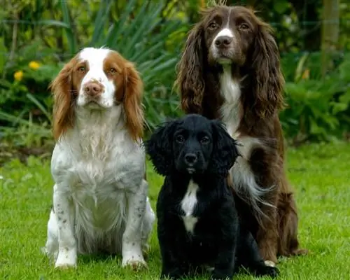 drie cocker spaniel-honde in die gras