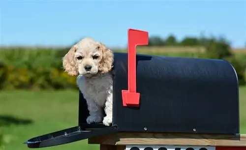 Amerikaanse cocker spaniel-hondjie in 'n posbus